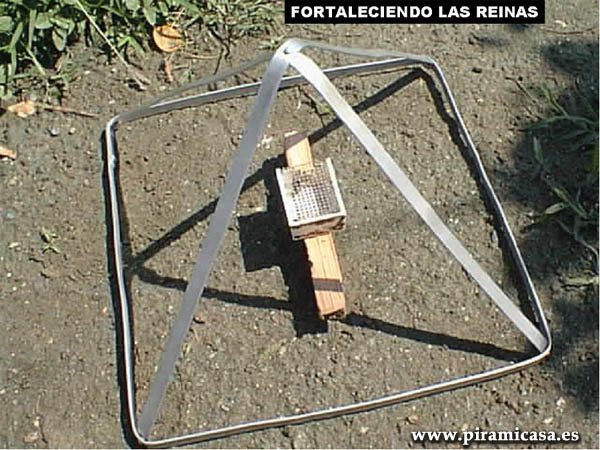 tratamento da abelha raina