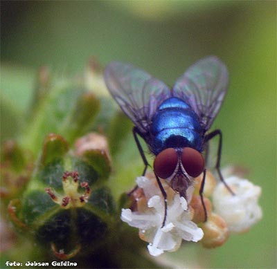 Mosca azul