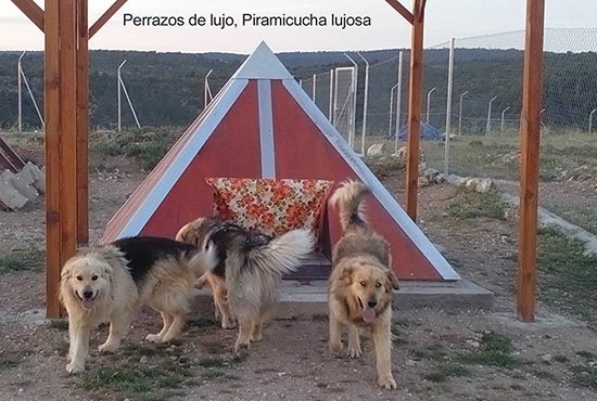 Pirámide de lujo para perros