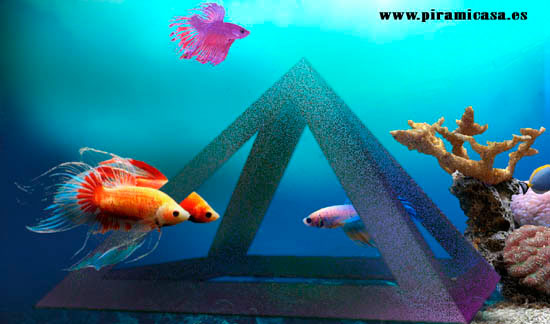 Tratamiento piramidal con peces